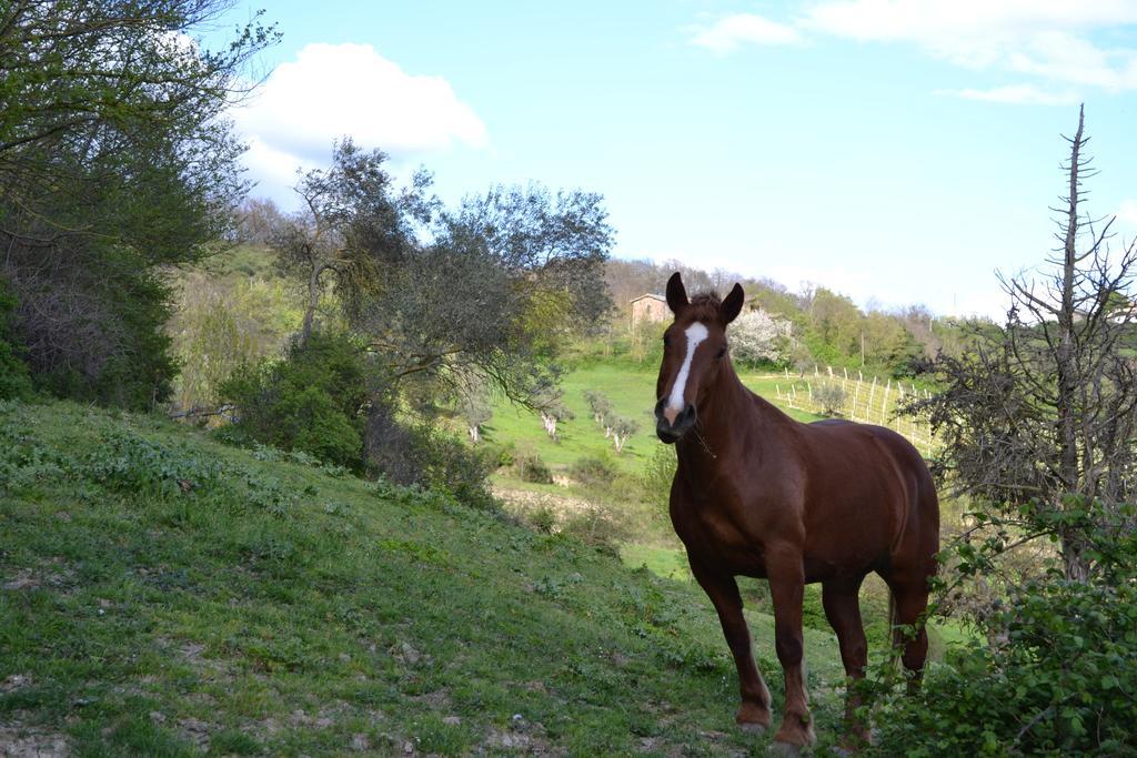 Agriturismo Marano Mengara 外观 照片